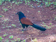 Centropus sinensis parroti