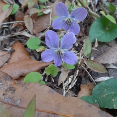 Viola floridana