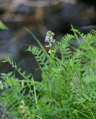 Oxytropis glabra