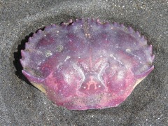 Platyxanthus orbignyi