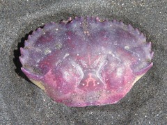 Platyxanthus orbignyi