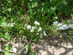 Limnosciadium pumilum