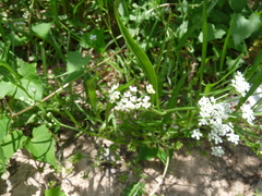 Limnosciadium pumilum