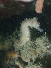 Hippocampus comes