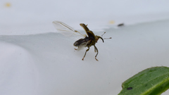 Ceutorhynchus pallidactylus