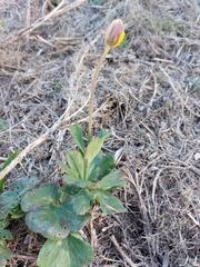 Anemone palmata