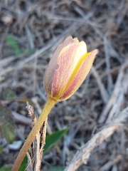 Anemone palmata