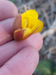 Anemone palmata
