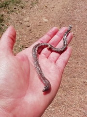 Amphisbaena darwinii