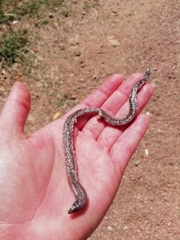 Amphisbaena darwinii