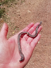 Amphisbaena darwinii