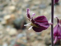 Streptanthus glandulosus pulchellus