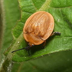 Cyclosoma nigritarsis