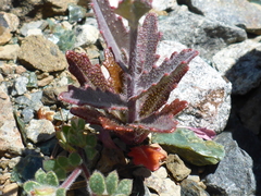 Streptanthus glandulosus pulchellus
