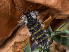 Lycia florentina