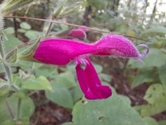 Salvia dorisiana