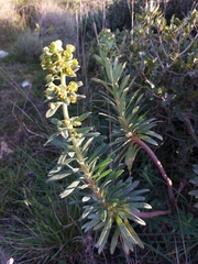 Euphorbia characias