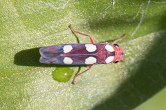 Tettisama quinquemaculata