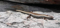 Ctenotus labillardieri