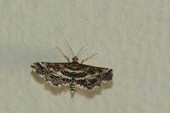 Diasemiopsis