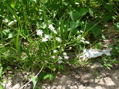 Limnosciadium pumilum