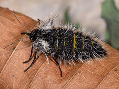 Lycia florentina