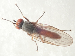 Heteromyza