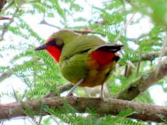 Gorgeous Bushshrike photo 1