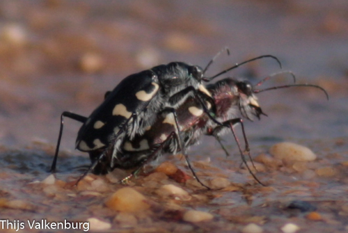 Littoral Tiger Beetle