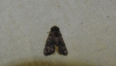 Chlumetia transversa