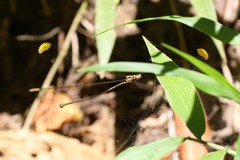 Mecistogaster ornata