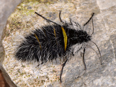 Lycia florentina