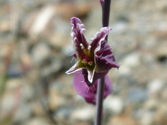 Streptanthus glandulosus pulchellus