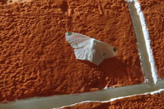 Sericoptera