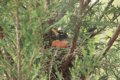 Turdus migratorius
