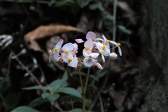 Begonia urophylla