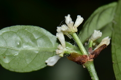 Psychotria subsessilis