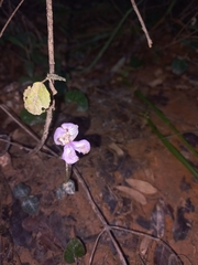Disperis katangensis