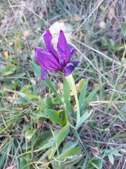 Iris lutescens subbiflora