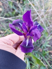 Iris lutescens subbiflora