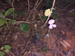 Disperis katangensis