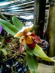 Paphiopedilum