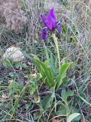 Iris lutescens subbiflora