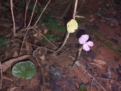 Disperis katangensis