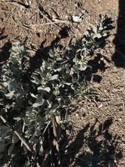 Atriplex barclayana