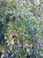 Quercus coccifera