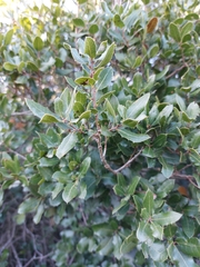 Quercus coccifera