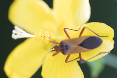 Hypselonotus bitrianguliger
