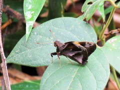 Lychnuchoides saptine