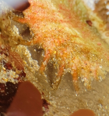 Placiphorella velata